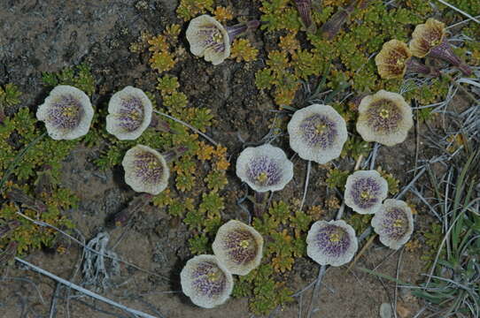 Image of Fabiana australis Alaria