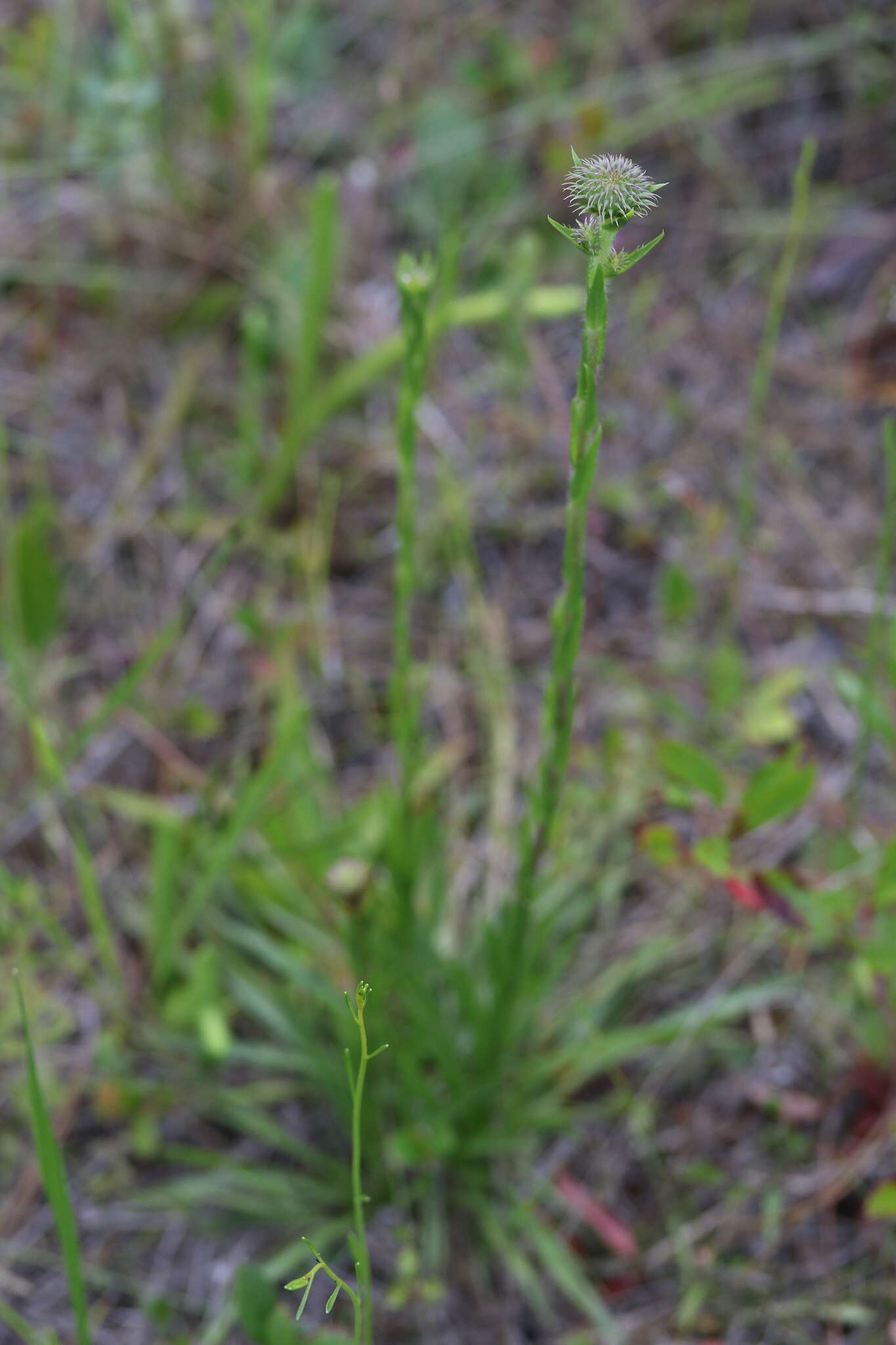 Image of Prickly Grass-Leaf-Aster