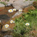 Image of Tripleurospermum ambiguum (Ledeb.) Franch. & Sav.