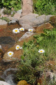 Tripleurospermum ambiguum (Ledeb.) Franch. & Sav. resmi