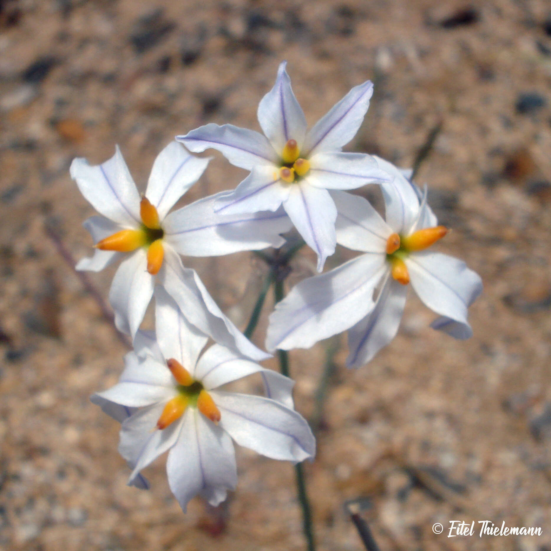 Image of Leucocoryne appendiculata Phil.