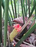 Image of Panama Hat Plant