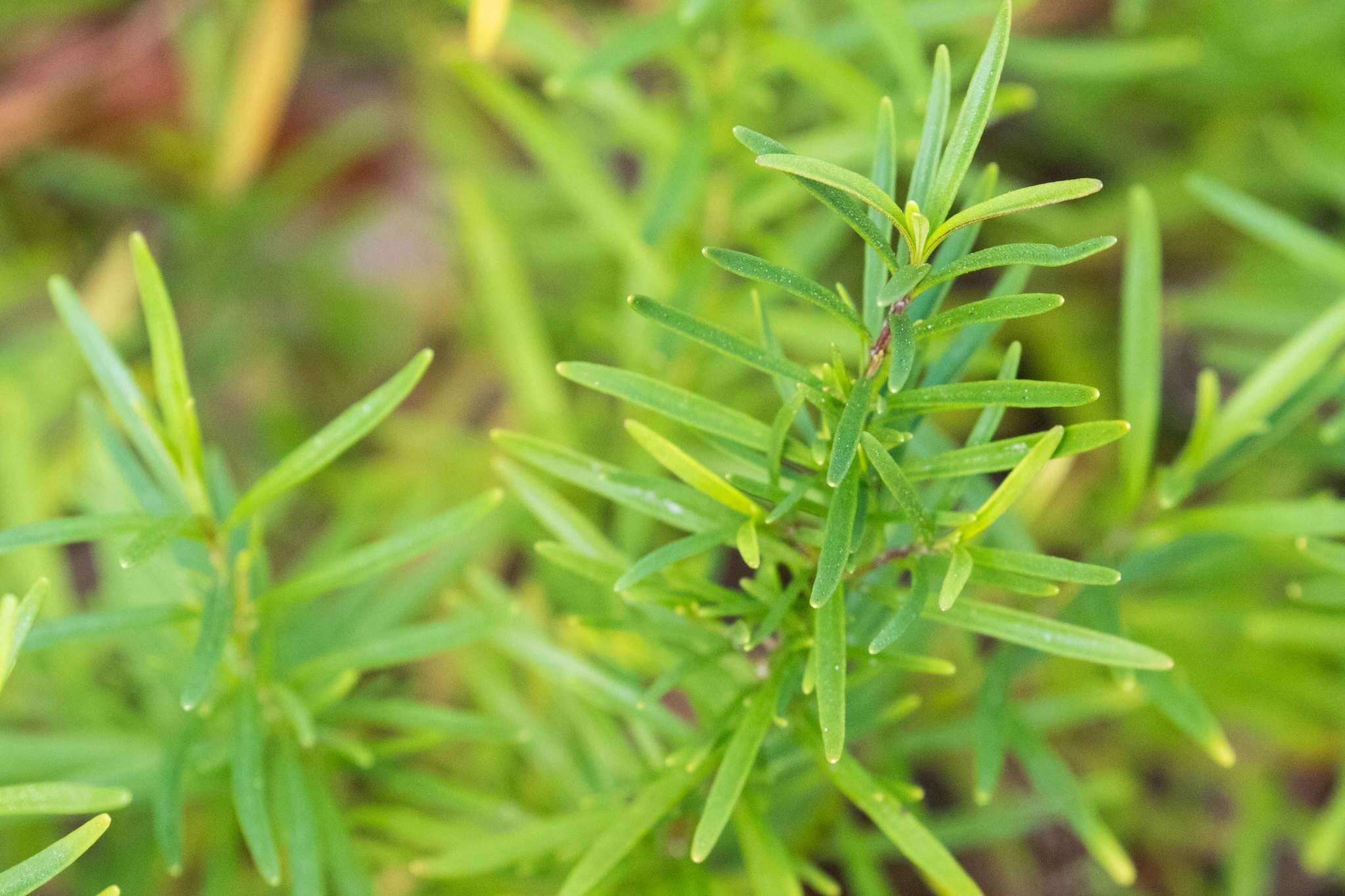 Imagem de Dicerandra frutescens subsp. thinicola (H. A. Mill.) D. B. Ward