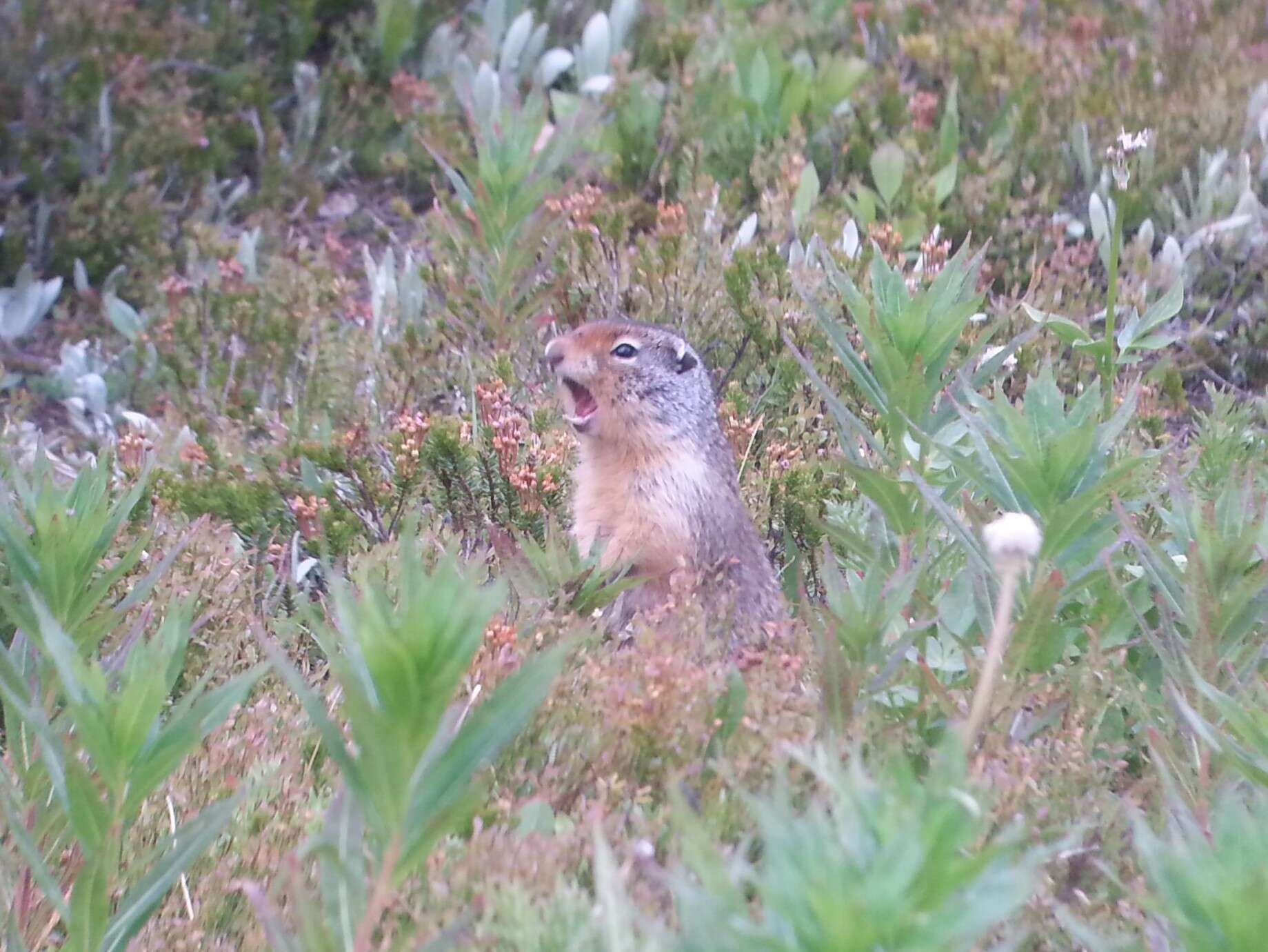 Image of Columbian ground squirrel