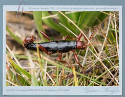 Image of Monticomorpha semele (Westwood 1859)