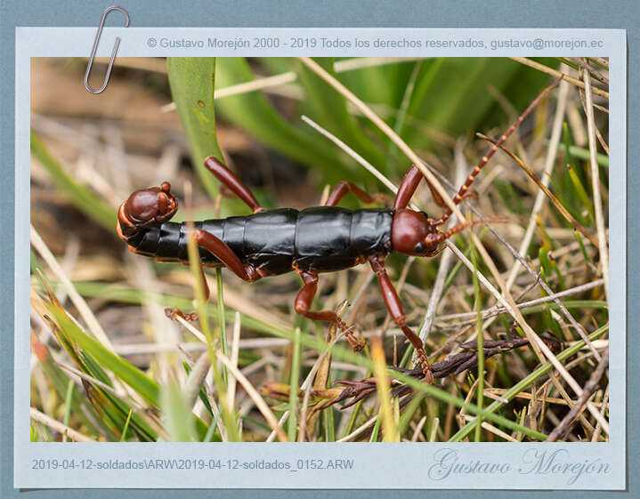 Image of Monticomorpha semele (Westwood 1859)