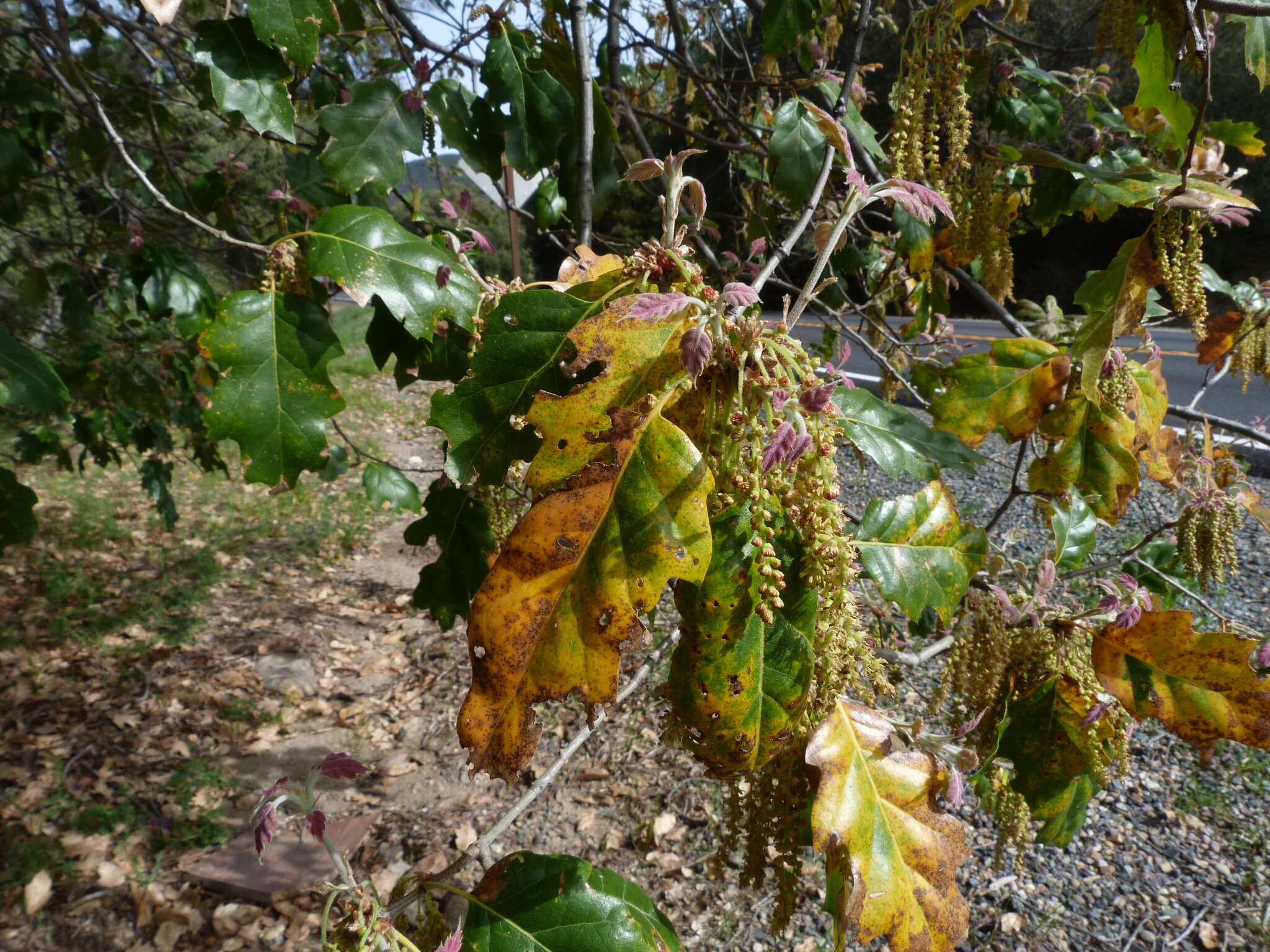 Image of hybrid oak