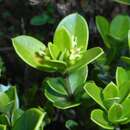 Imagem de Buxus vaccinioides (Britt.) Urb.