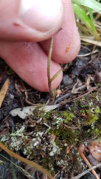 Image de Caladenia variegata Colenso