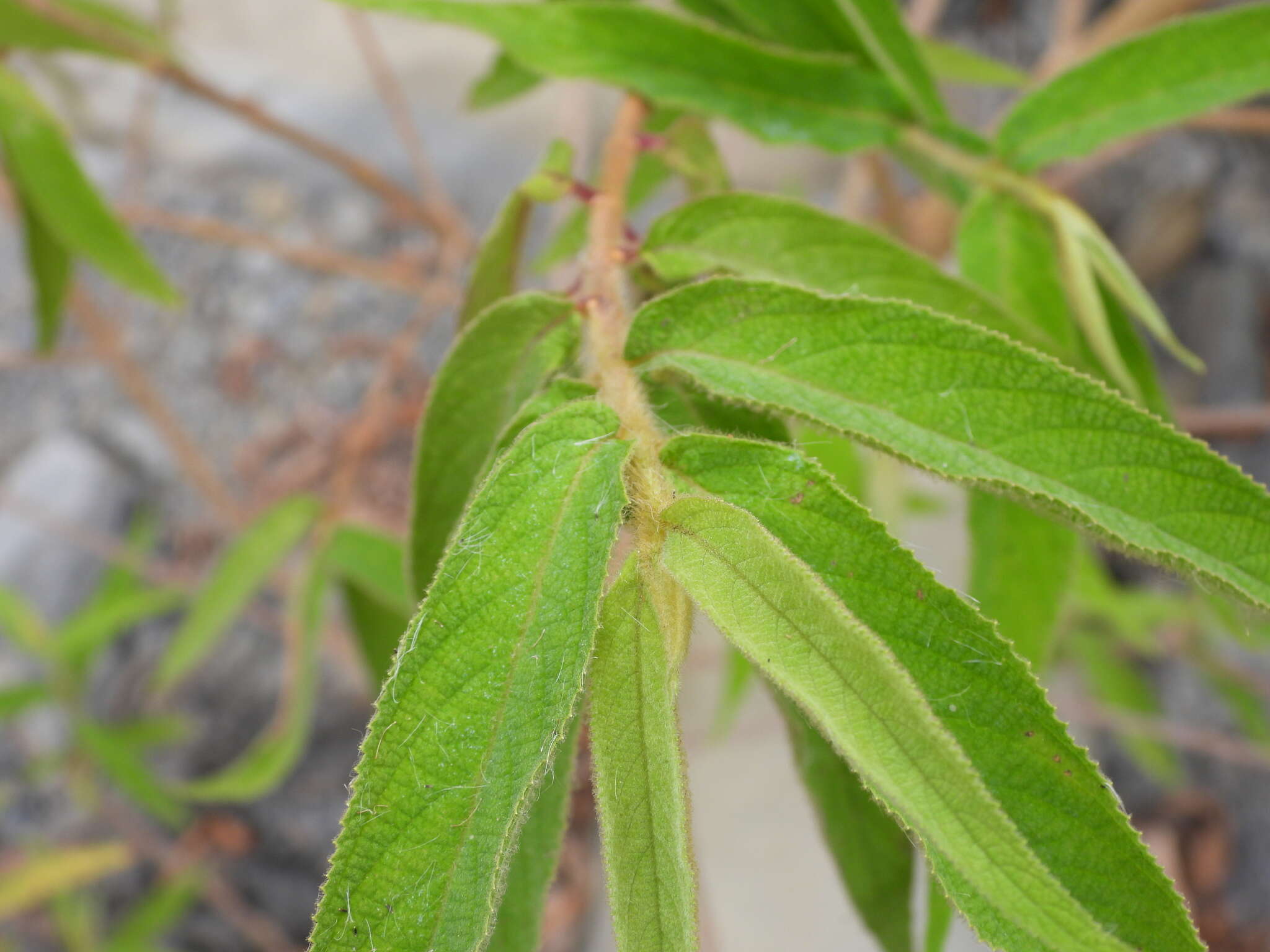 Image of Callicarpa pilosissima Maxim.