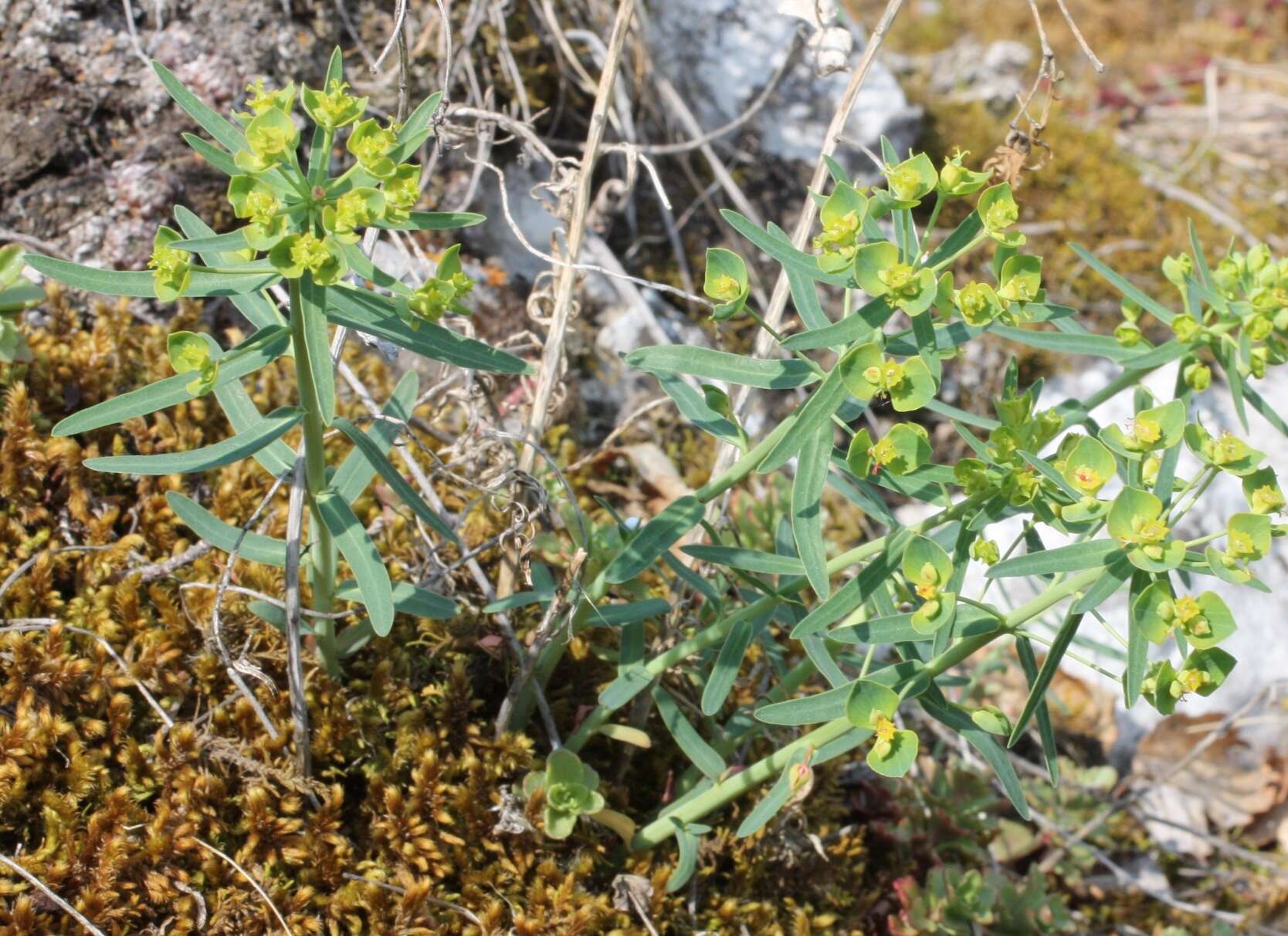 Слика од Euphorbia caesia Kar. & Kir.