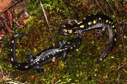 Image of Spotted Salamander