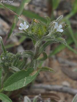 Image of Lappula spinocarpos (Forsk.) Ascherson