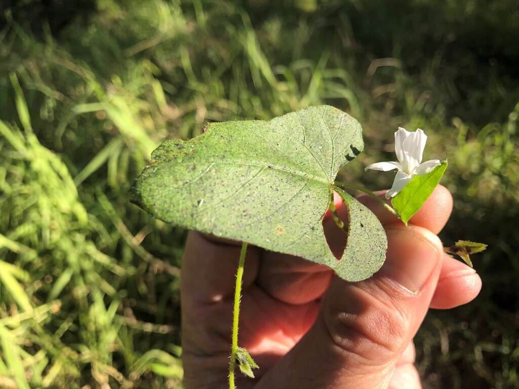 Image of Ipomoea biflora subsp. biflora