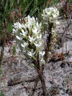Image of Fringe Falseslugwort