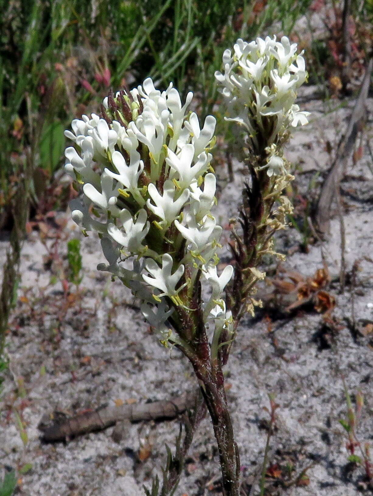 Image of Fringe Falseslugwort