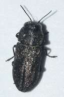 Image of Anthaxia sepulchralis (Fabricius 1801)