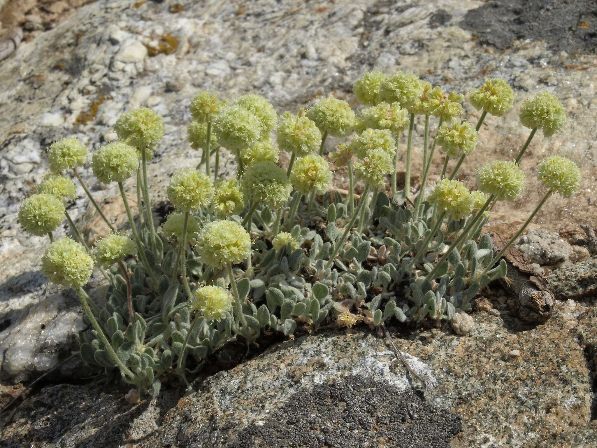 Image of Ruby Mountain buckwheat