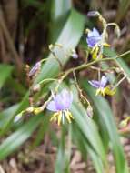 Plancia ëd Dianella ensifolia (L.) Redouté