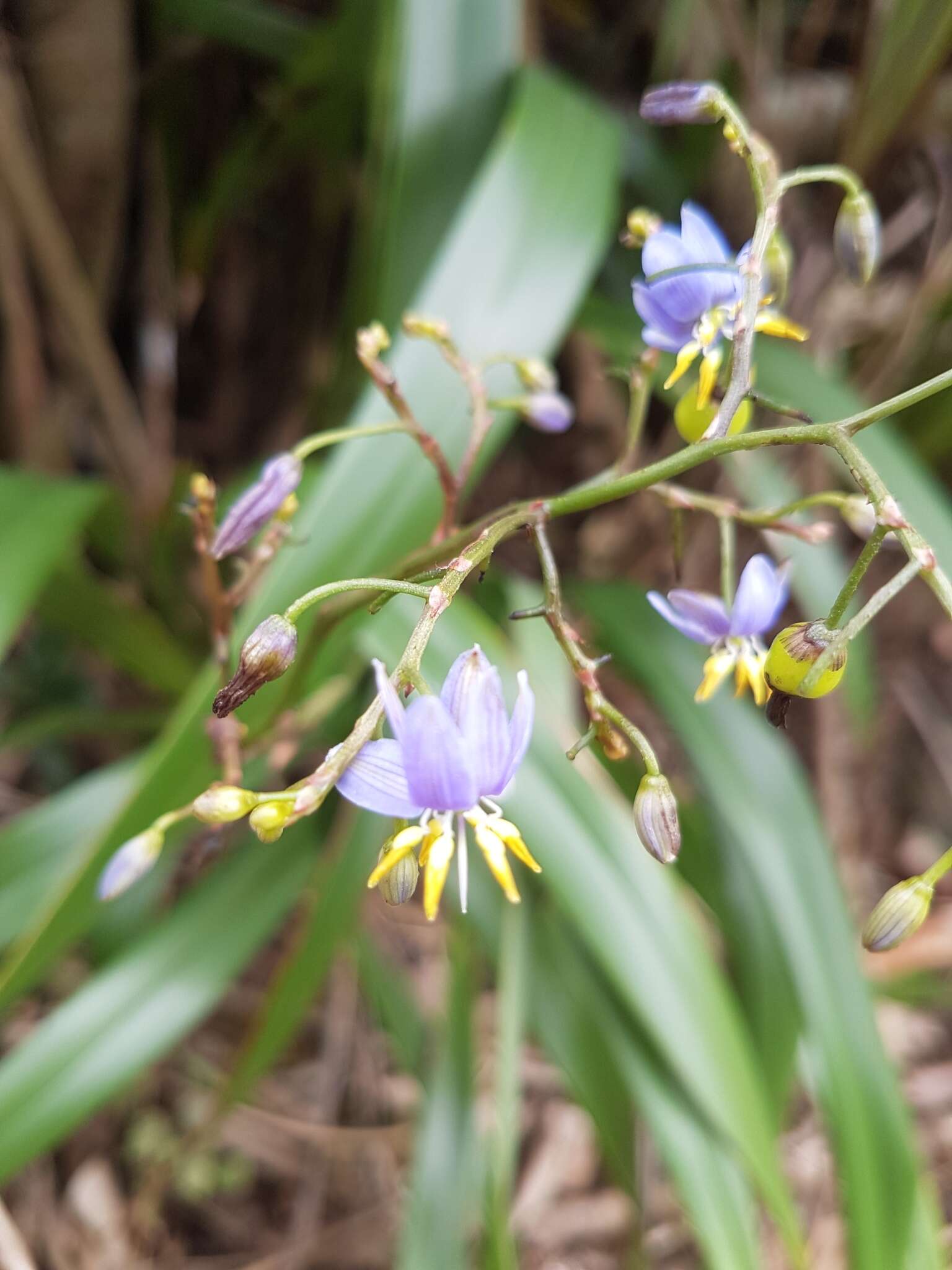 Image of Harebell