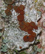 صورة Caloplaca ferruginea (Huds.) Th. Fr.