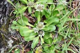 Image de Eryngium humile Cav.