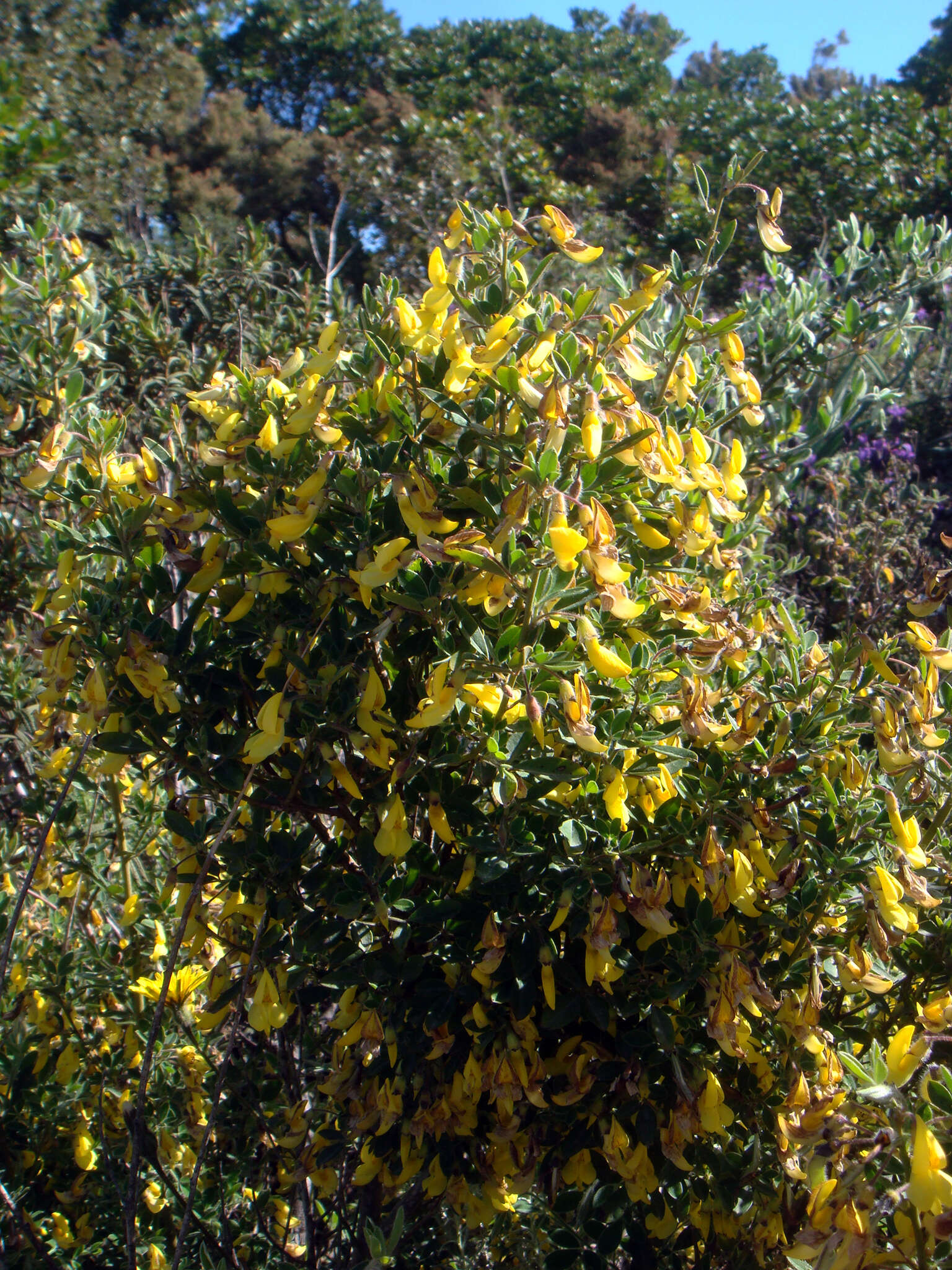 Image of Hairy Broom