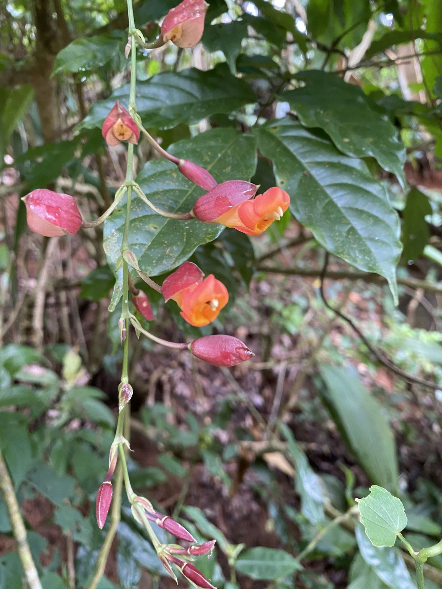 Plancia ëd Thunbergia coccinea Wall.