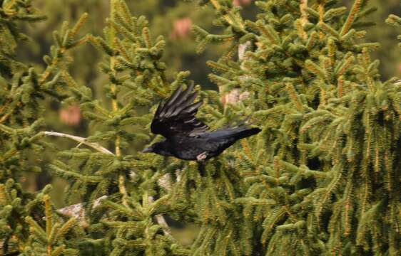 Image of Carrion Crow