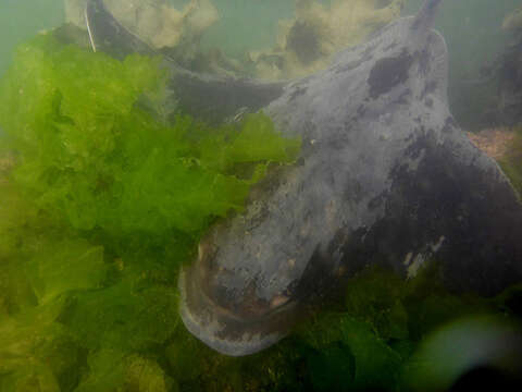 Image of Australian Eagle Ray