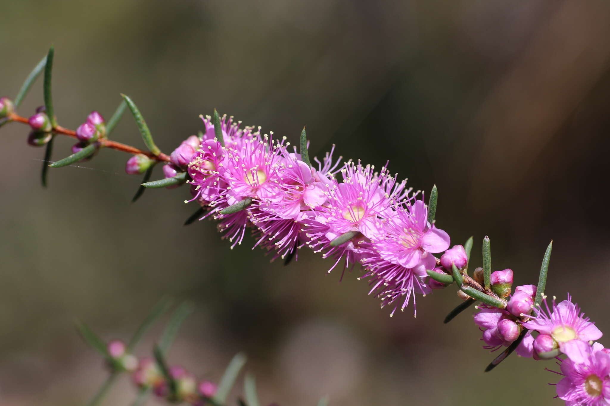 Sivun Hypocalymma robustum (Endl.) Lindl. kuva