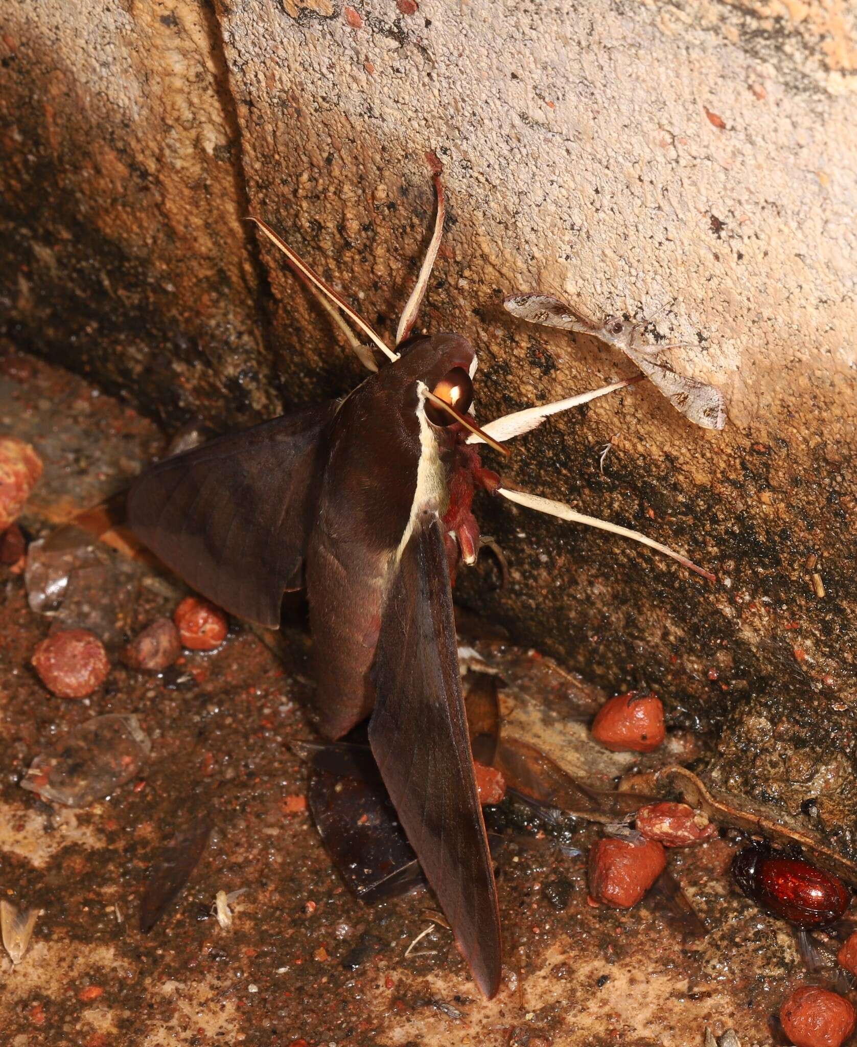 Imagem de Gnathothlibus australiensis Lachlan 2004