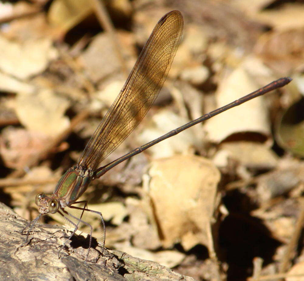 Image of Glistening Demoiselle