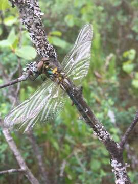 Image of northern emerald