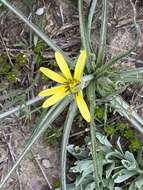 Image of Scorzonera mollis subsp. mollis