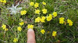 Imagem de Helianthemum alpestre (Jacq.) DC.