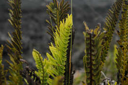 Image de Polypodium pellucidum var. vulcanicum Skottsberg