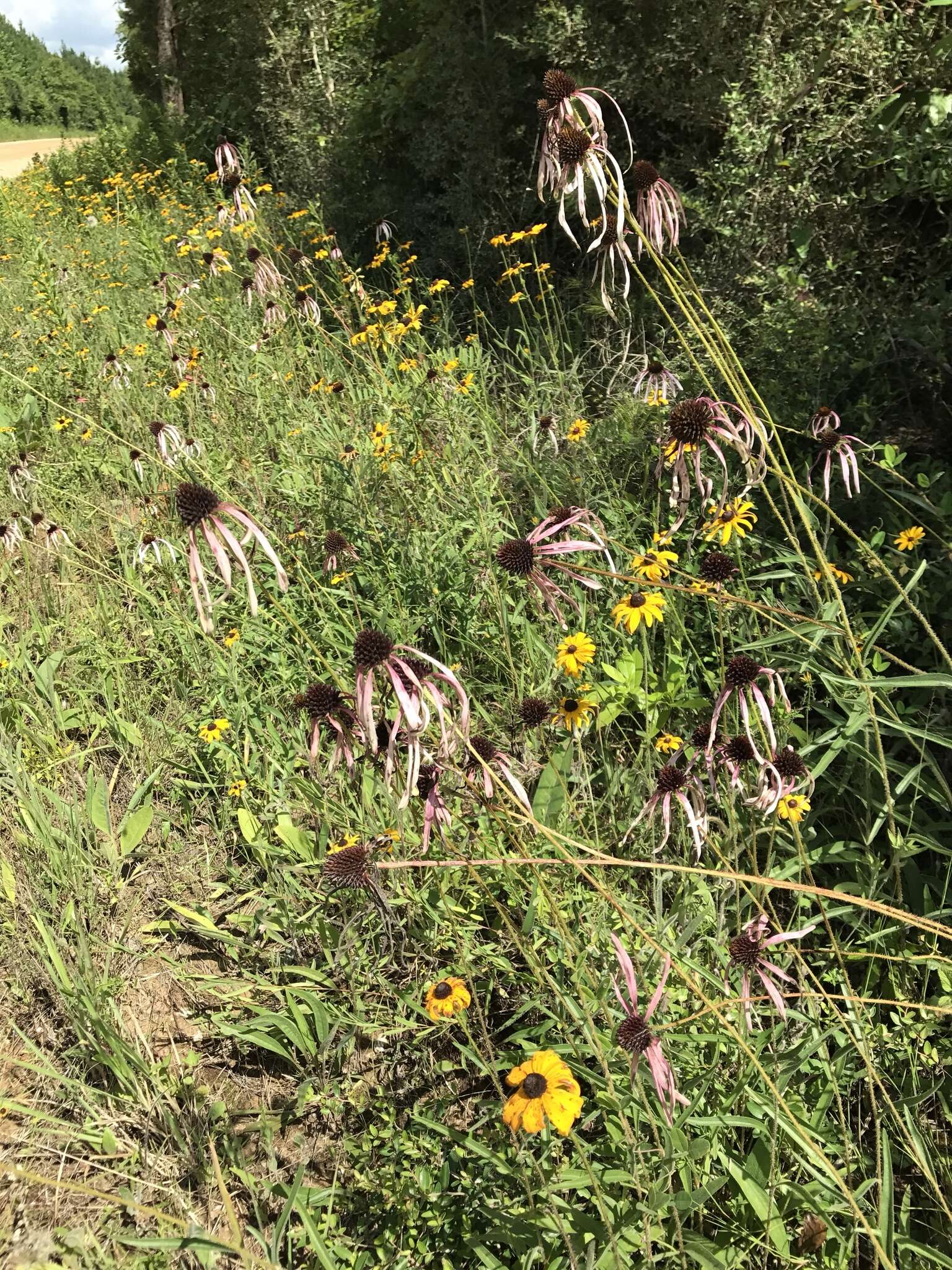 Image of sanguine purple coneflower