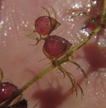 Image de Utricularia reflexa Oliv.