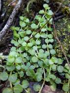 Image of Epilobium pedunculare A. Cunn.