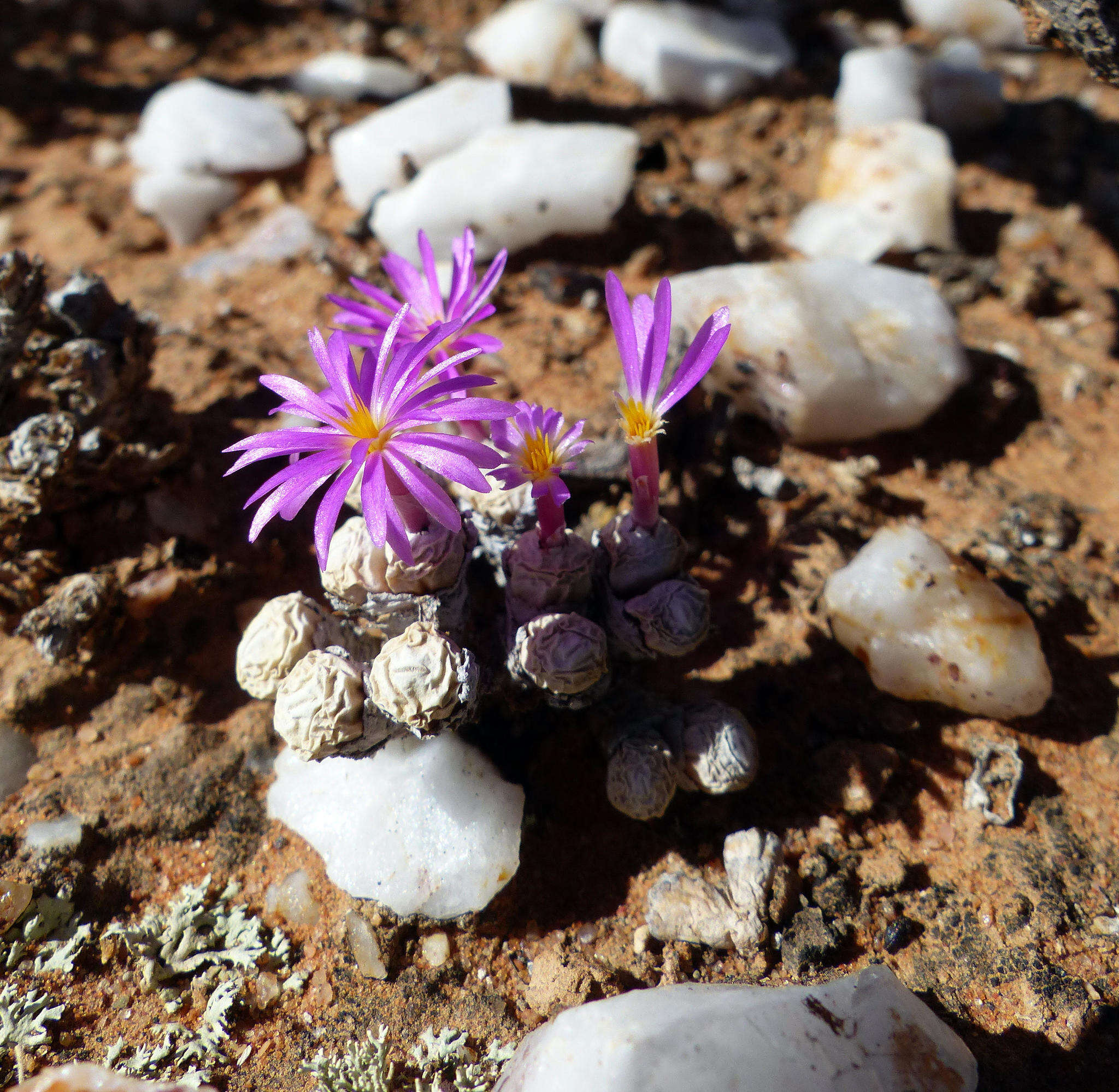 Image of Conophytum minutum var. minutum