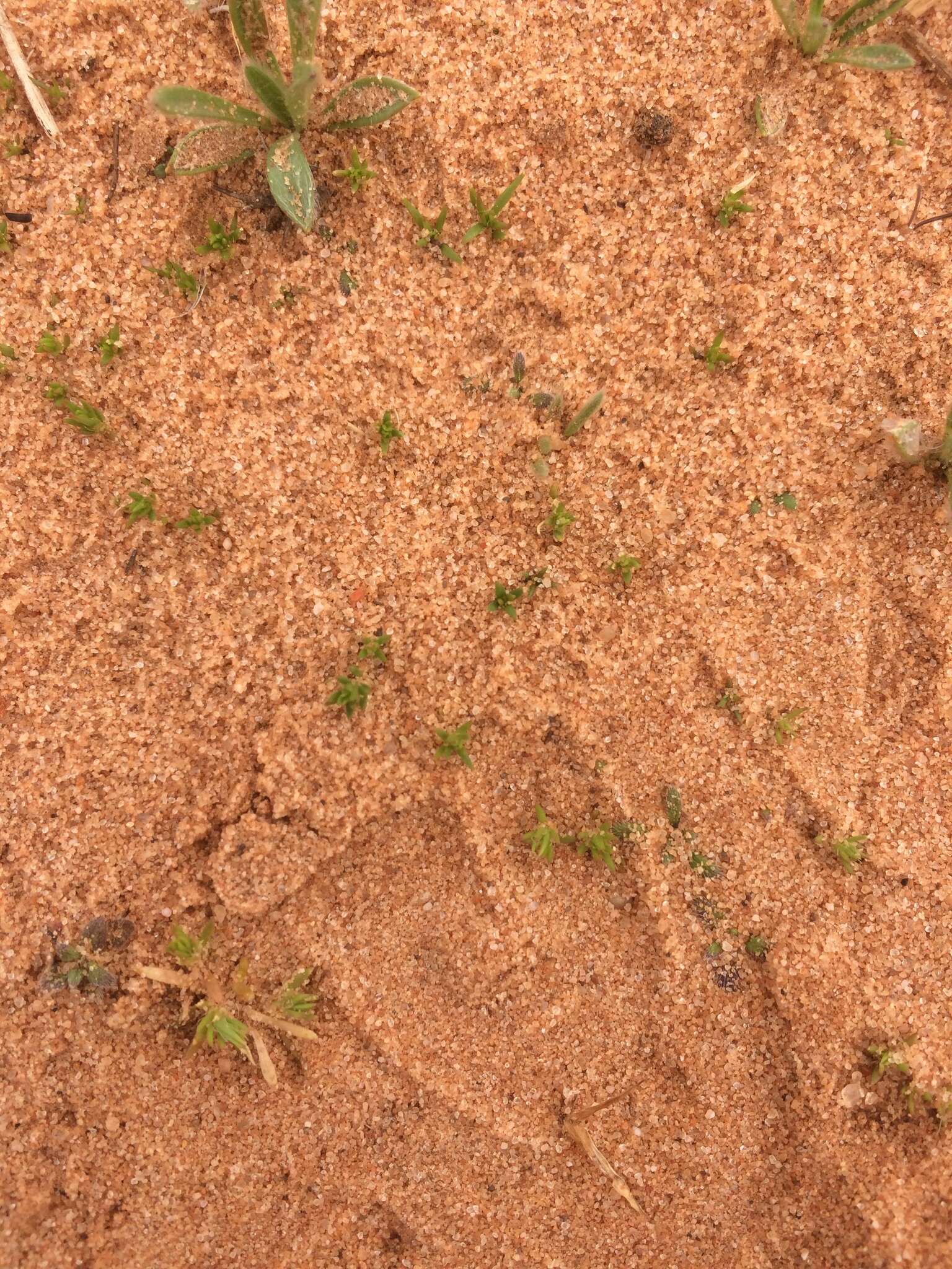 Image of spreading pygmyleaf