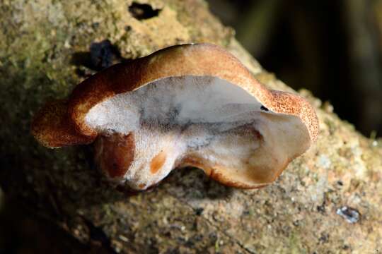 Image de Polyporus hypomelanus Berk. ex Cooke 1886