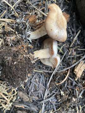 Image of Clitocybe albirhiza H. E. Bigelow & A. H. Sm. 1963