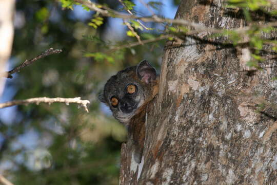 Image of Hubbard's Sportive Lemur