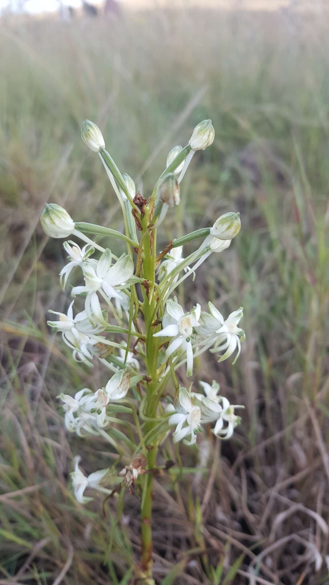 Image of Habenaria caffra Schltr.