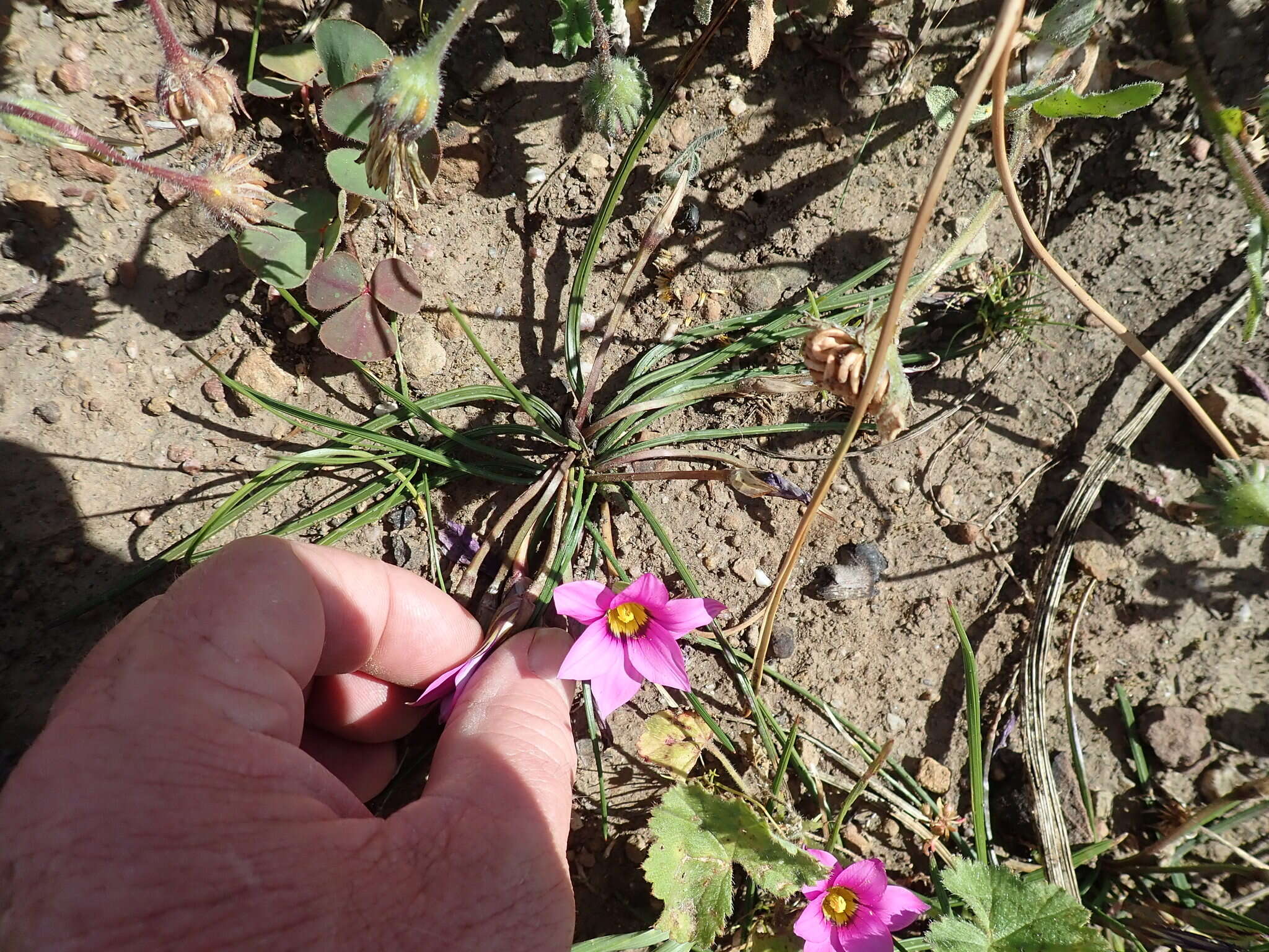 Image of rosy sandcrocus