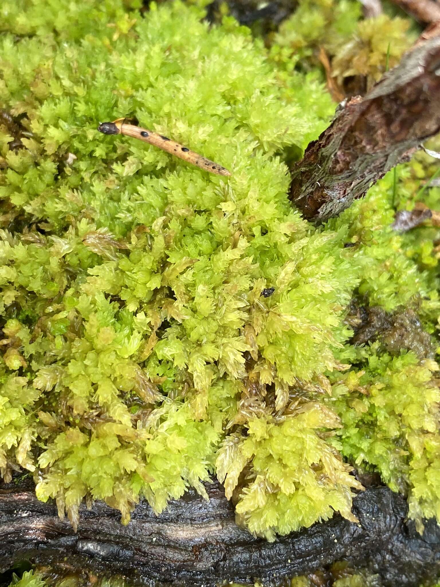 Image of Low sphagnum moss