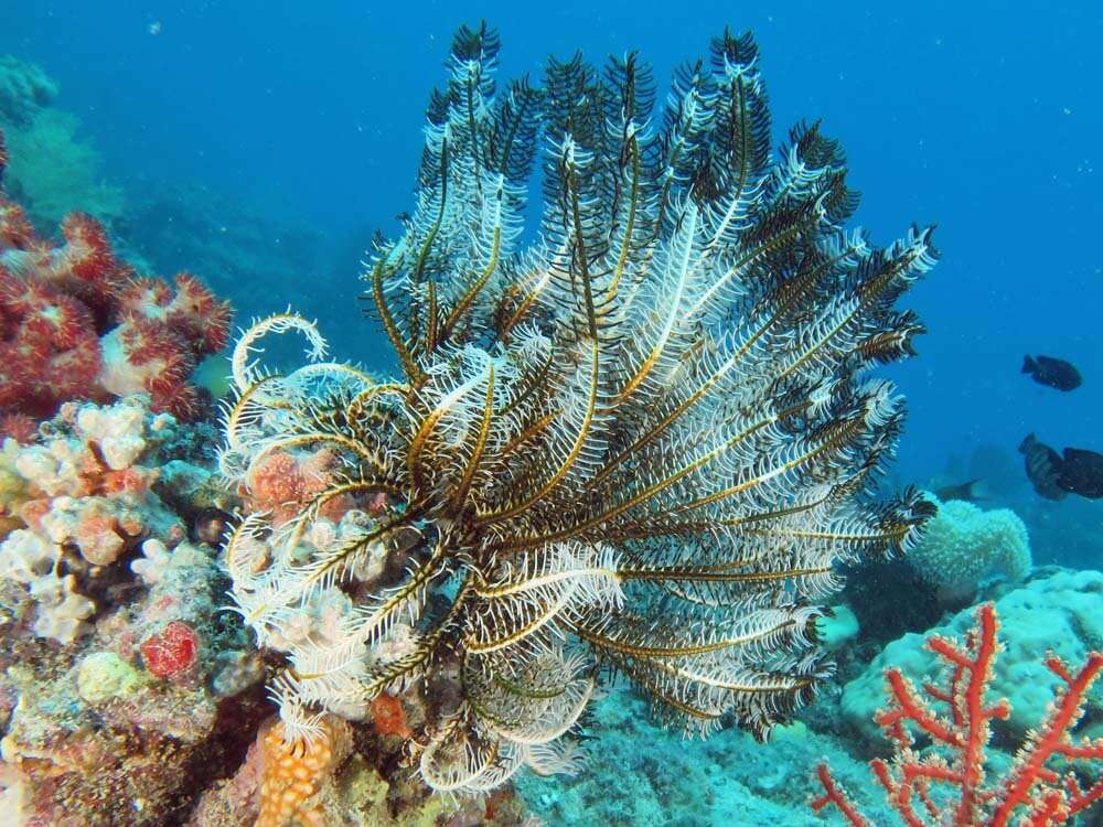 Image of Bottlebrush Feather Star