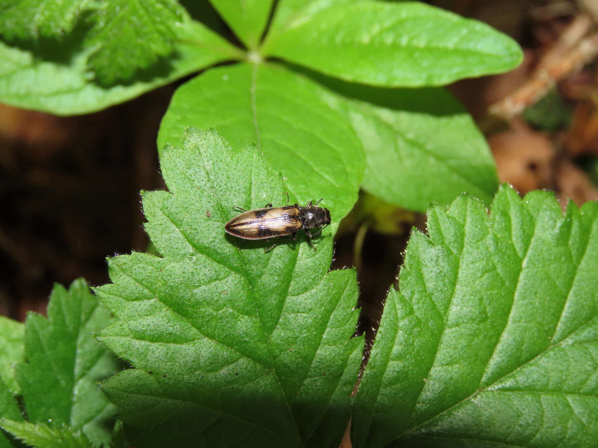 Image de <i>Liotrichus umbripennis</i>